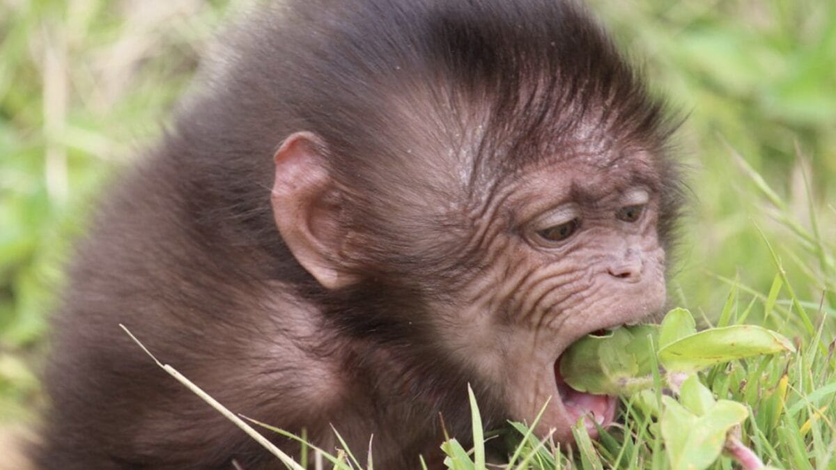 photo of baby gelada primate taking a bite of a leaf