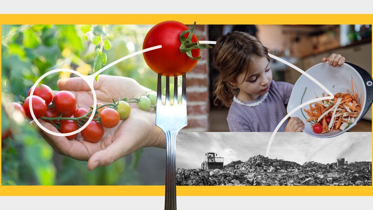 collage showing tomatoes being picked on the farm, a tomato on a fork, a girl holding a salad with tomatoes and a black and white image of a landfill